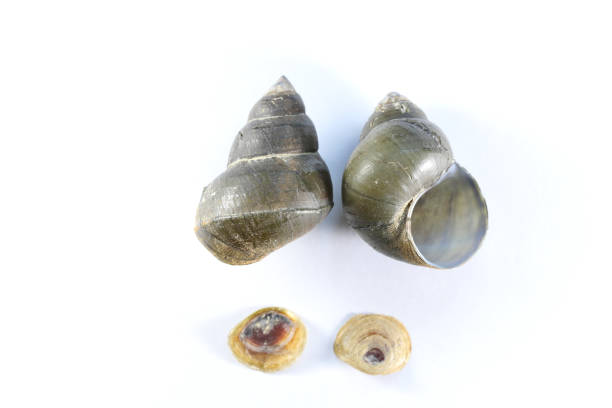 Study of the structure of Freshwater molluscs, For study in laboratory.