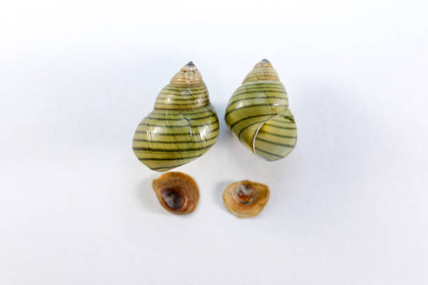 istock Study of the structure of Freshwater molluscs, For study in laboratory. 1095422628
