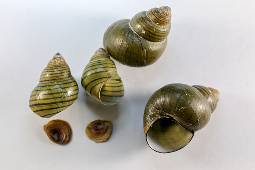 Study of the structure of Freshwater molluscs, For study in laboratory.