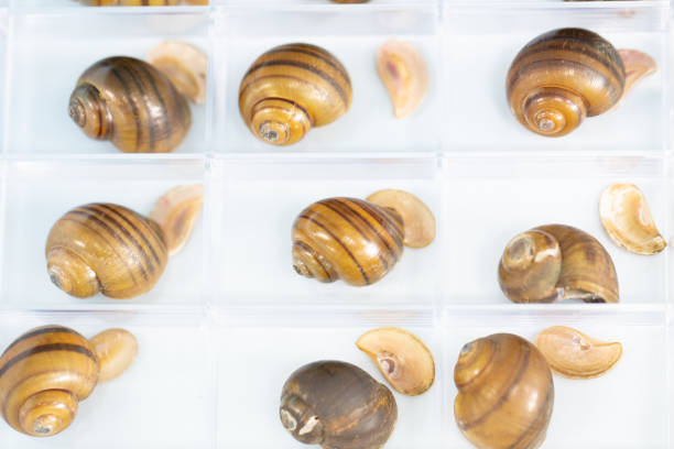 istock Study of the structure of Freshwater molluscs, For study in laboratory. 1095423258