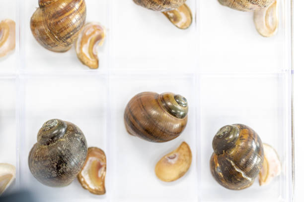istock Study of the structure of Freshwater molluscs, For study in laboratory. 1095423428