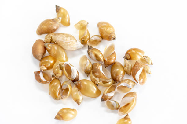 istock Study of the structure of Freshwater molluscs, For study in laboratory. 1095423490