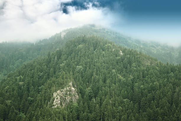 istock wonderful mountain and forest views 1095425976
