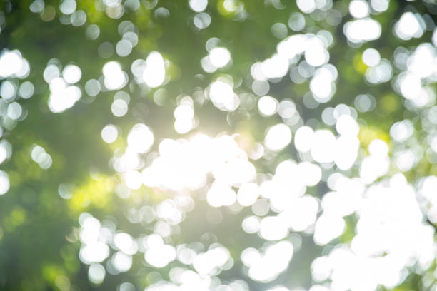 istock green bokeh abstract light background. White bokeh on green background for text input. 1095427806
