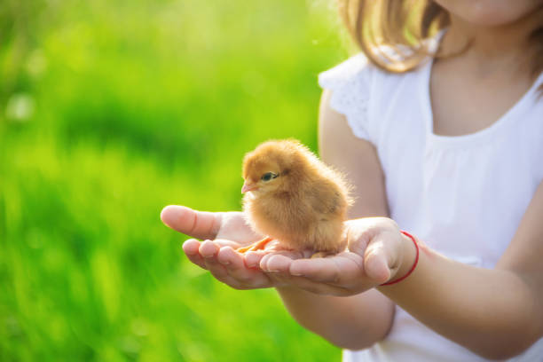istock The child holds a chicken in his hands. Selective focus. 1095428308