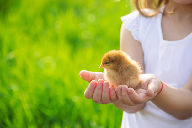istock The child holds a chicken in his hands. Selective focus. 1095428316