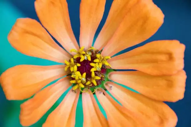 Orange flower with blue background in a garden