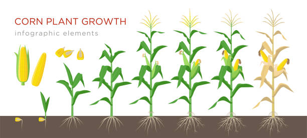 トウモロコシの生育ベクトル、フラットなデザインのイラストです。トウモロコシのプロセスを植栽します。開花と結実する穀物からトウモロコシの生育は植物に孤立した白い背景です。熟� - corn corn crop field stem点のイラスト素材／クリップアート素材／マンガ素材／アイコン素材