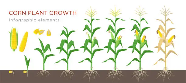 Vector illustration of Corn growing stages vector illustration in flat design. Planting process of corn plant. Maize growth from grain to flowering and fruit-bearing plant isolated on white background. Ripe corn and grains.