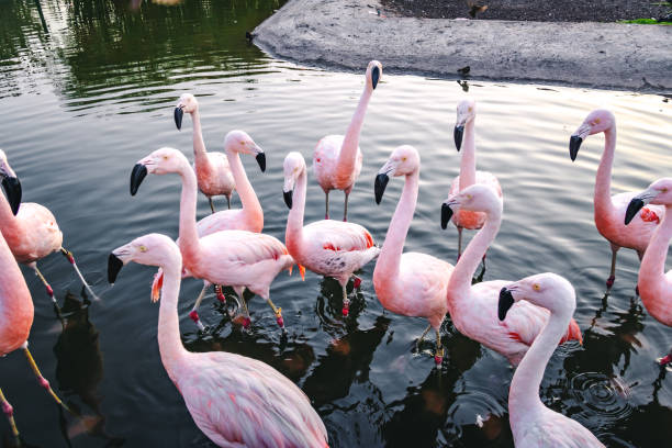 istock Flamingos at Bicentenario Park - Santiago, Chile 1095438944