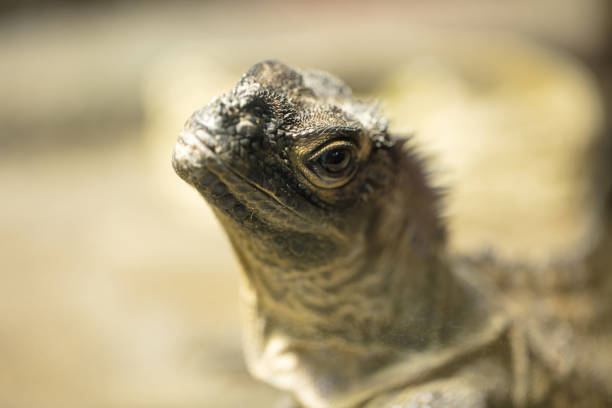 A tropical and rare lizard that feeds on insects. Reptiles. Wildlife