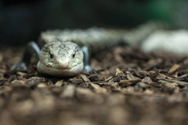 istock Tropical and rare lizard that feeds on insects. Reptile animals 1095440198