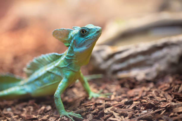 istock Tropical and rare lizard that feeds on insects. Reptile animals 1095440252