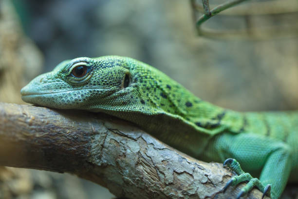 istock Tropical and rare lizard that feeds on insects. Reptile animals 1095441292