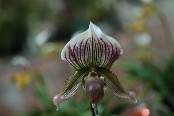 istock Closeup of a Phalaenopsis Orchid blossom 1095441992