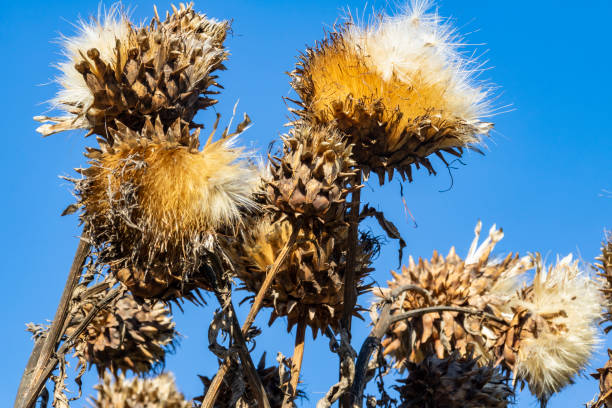 Detail of a Group of Giant Thistle Seed Heads in Autumn Against a Blue Sky. - fotografia de stock