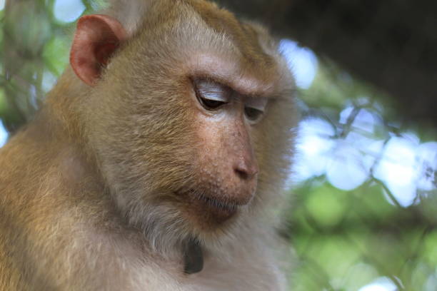 istock The monkey that is locked in the cage. 1095443352