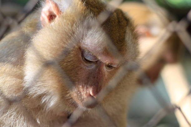 istock The monkey that is locked in the cage. 1095443386