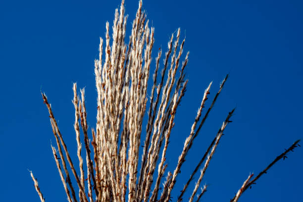 Grass Seed Heads Against a Blue Sky. - fotografia de stock