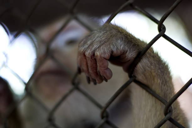istock The monkey that is locked in the cage. 1095443474