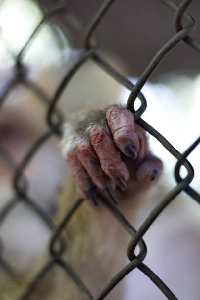 istock The monkey that is locked in the cage. 1095443568