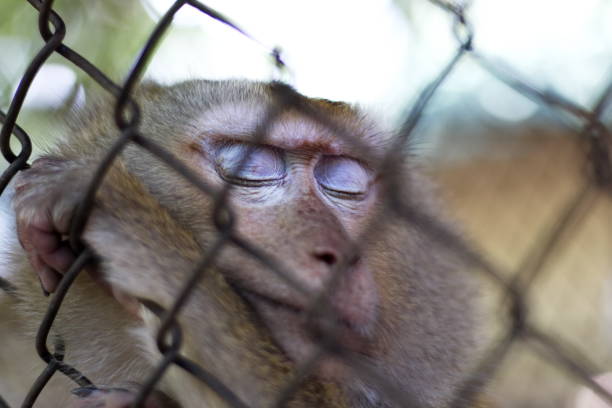 istock The monkey that is locked in the cage. 1095443656