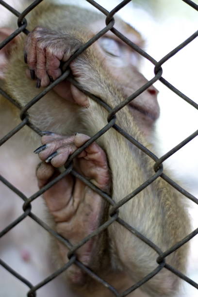 istock The monkey that is locked in the cage. 1095443786