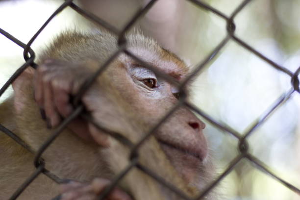 istock The monkey that is locked in the cage. 1095443788