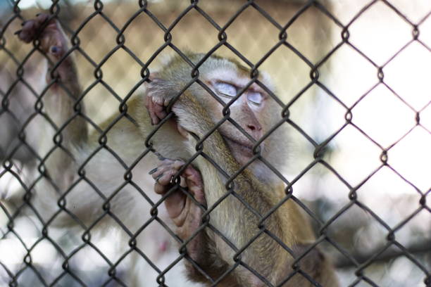 istock The monkey that is locked in the cage. 1095443842