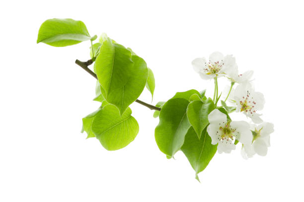 istock Spring pear flowers on branch with green leaves isolated on white background 1095446420