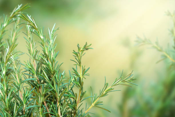 ramo di rosmarino fresco su sfondo sfocato colorato nei toni del giallo - rosemary herb vegetable garden herbal medicine foto e immagini stock