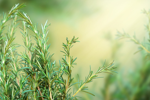 Fresh rosemary branch on blurred background tinted in shades of yellow