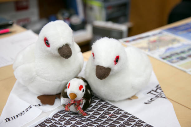 Tateyama, Japan - April 18, 2016 : Two Ptarmigan dolls on the table at Tateyama Kurobe Alpine Route, Japanese Alp in Tateyama, Japan on April 18, 2016
