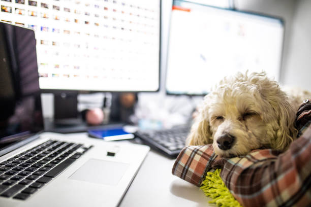 istock Dog in the office 1095454610