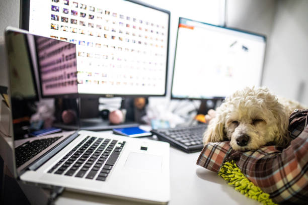 istock Dog in the office 1095454628