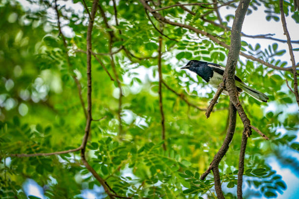 istock black bird with white line on its wing hangs on to a tree branch, green background. 1095456038