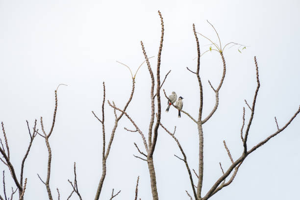 istock 2 birds hang on to dry branch tree. 1095456362