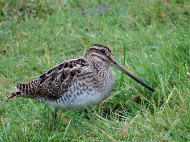 istock Close-up side view of Common Snipe facing right with it's beak above the wet grass 1095457294