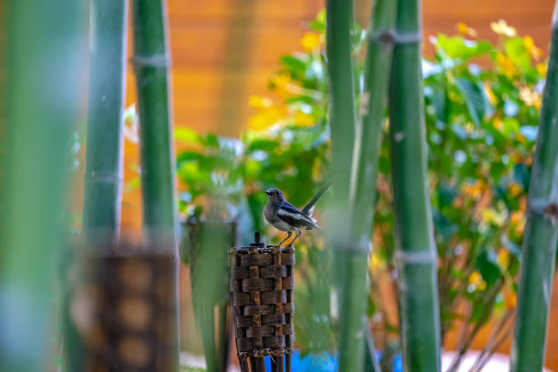 istock black bird with white line on its wing hangs on to a wood tile torch, with bamboo around. 1095458532