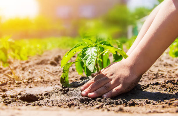 istock A child plants a plant in the garden. Selective focus. 1095459212