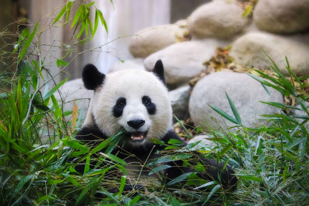 simpatico panda gigante che mangia a chengdu sichuan, cina - panda outdoors horizontal chengdu foto e immagini stock