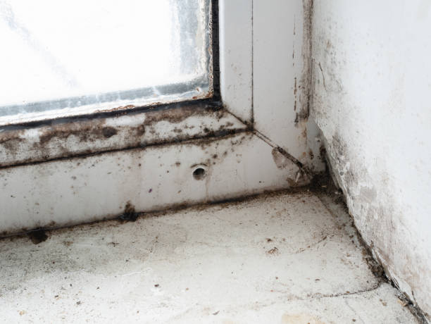 istock corner of window frame with mold fungus 1095465276