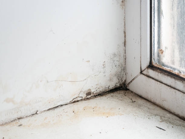istock wet corner of window frame with mold 1095465280