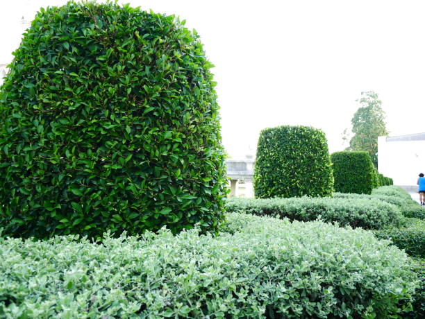 istock Leave in nature garden background 1095466450