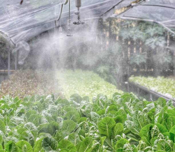 istock Sprinkler water in hydroponic farm. 1095474856