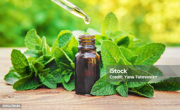 The Mint Extract In A Small Jar Selective Focus Stock Photo - Download Image Now - Mint Leaf - Culinary, Peppermint, Cooking Oil