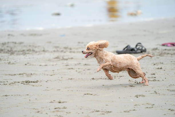 happy active puddle run and jump on the beach.