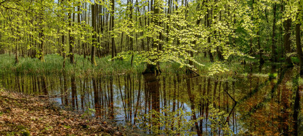 Panorama from 4 pictures - additional keywords: müritz, nature park