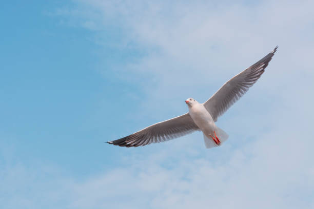 istock Seagull in flight against a blue sky. 1095494098