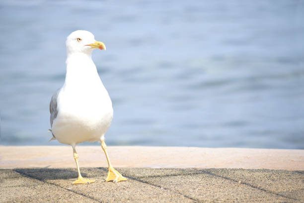 istock Close up of seagull standing on the sidewalk. 1095501598